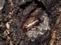 Forficula decipiens